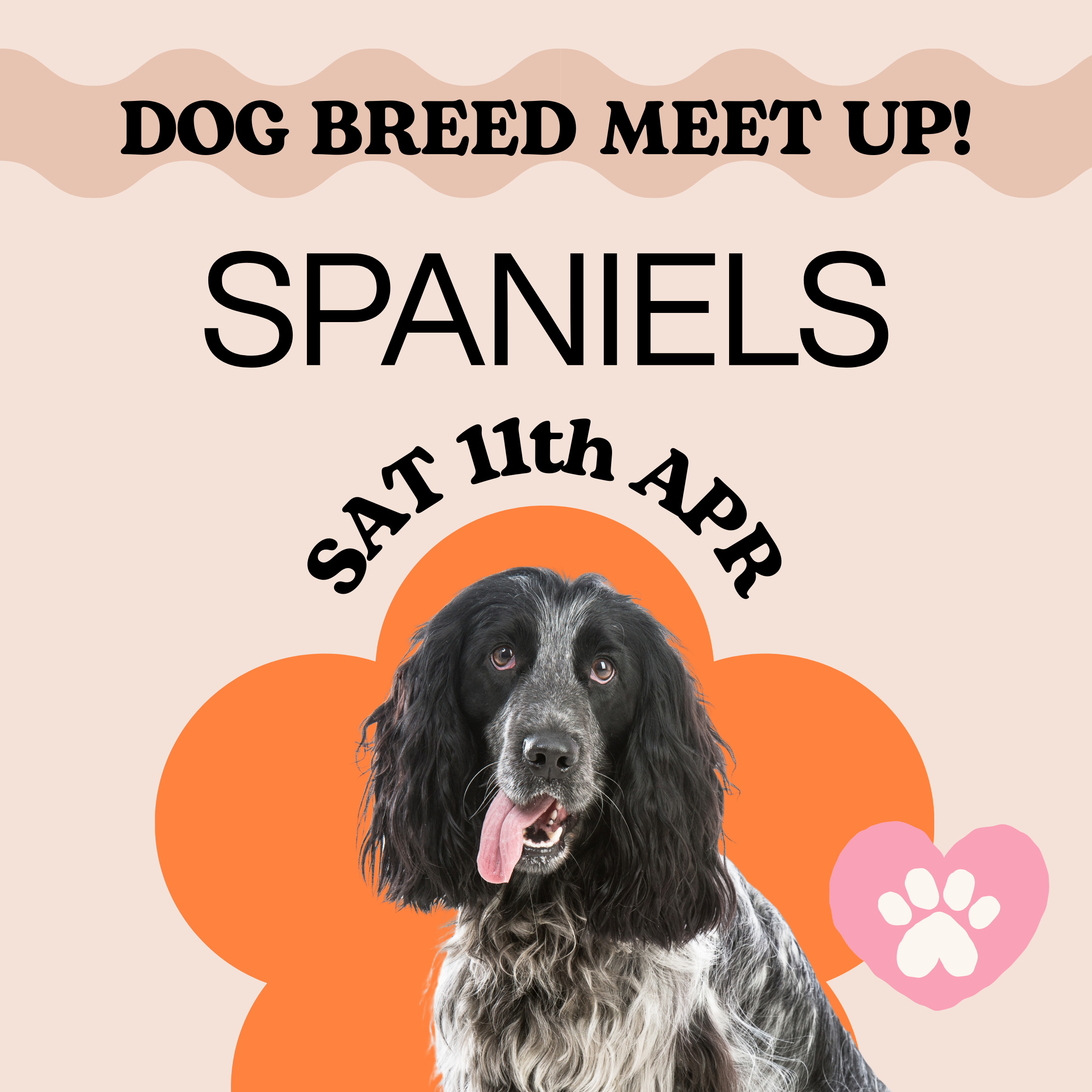 Spaniel Dog Day Suffolk breed meet-up at The Freston Boot garden.