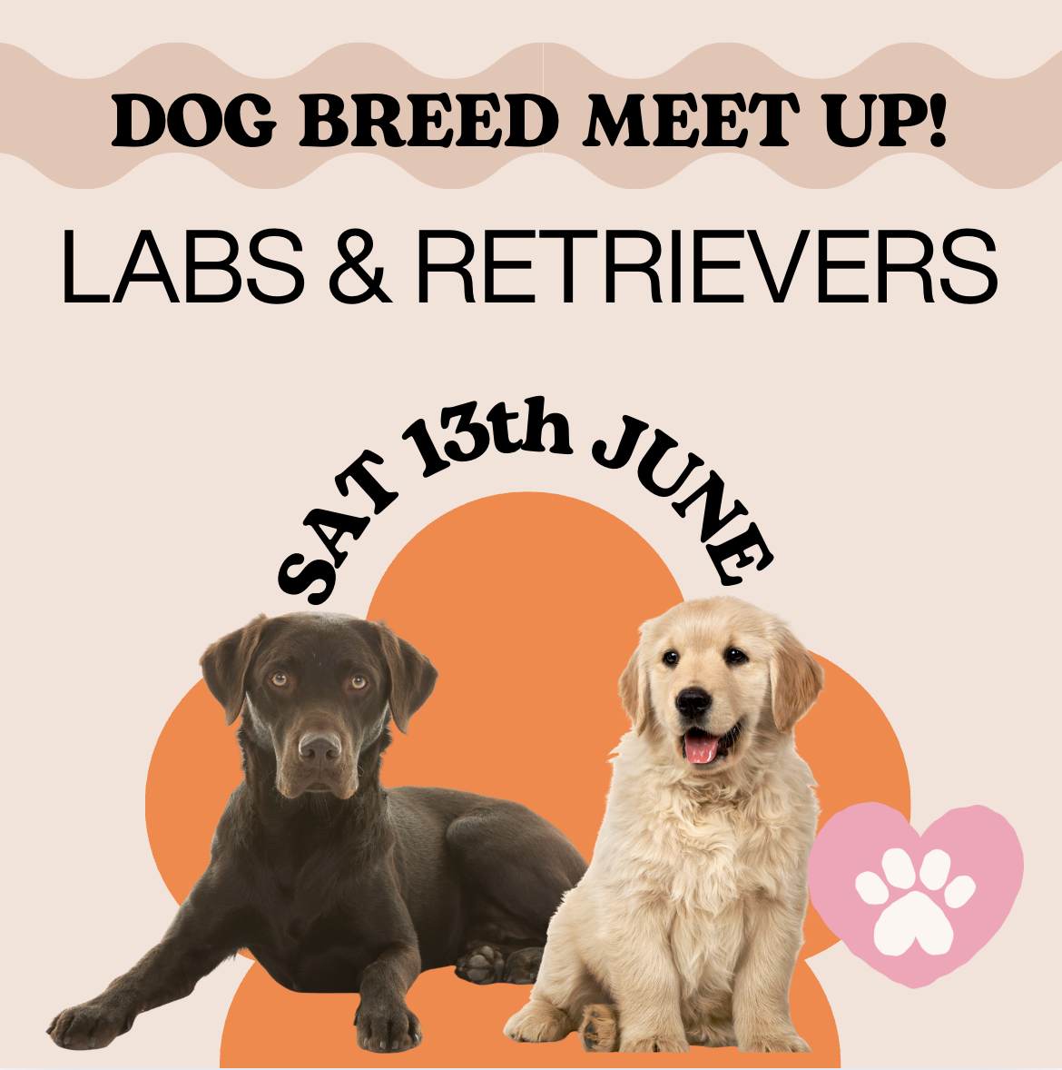 Labradors and Retrievers meet up Suffolk